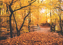 Herbst im Wald von Florian Kunde