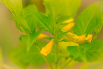 Tropische gelbe Blüte by mroppx