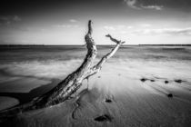 Treibholz an der Küste der Ostsee by Rico Ködder