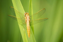 Dragonfly Makro von Elias Branch