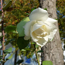 rose near tree by feiermar