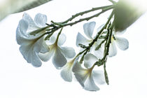 Leelawadee in weiss mit Regentropfen (Plumeria) von mroppx