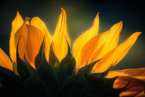 Close-up einer Sonnenblume von mroppx