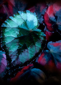 gefärbte Blätter von Josephine Mayer-Hartmann