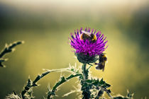 Bees on a Thistle by Vicki Field