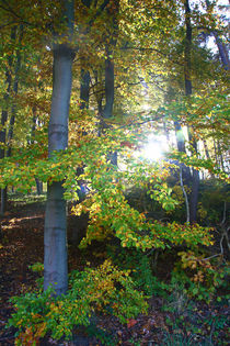 Herbstwald 4 von Bernhard Kaiser