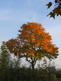 Herbstbaum in der Sonne von Angelika  Schütgens