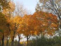Straßenbäume im Herbstkleid von Angelika  Schütgens