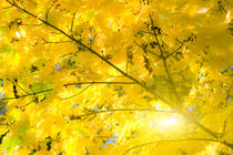 Goldene Herbstblätter von fraenks