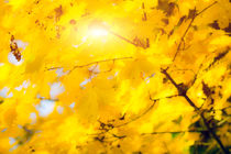Goldene Herbstblätter 2 von fraenks