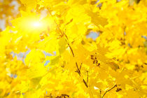 Golden autumn leaves 4 von fraenks