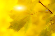Goldene Herbstblätter 3 von fraenks
