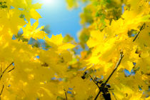 Golden autumn leaves 2 von fraenks