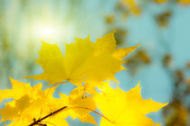 Goldene Herbstblätter 4 von fraenks
