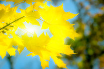 Golden autumn leaves by fraenks