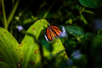 Monarch im Sonnenlicht by mroppx