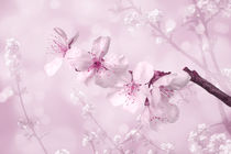 Kirschblütenzweig von darlya