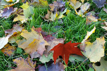 carpet of leaves by feiermar