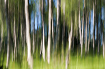 Blurred fjäll-birch forest by Thomas Matzl