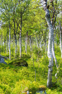 Polarbirch forest by Thomas Matzl