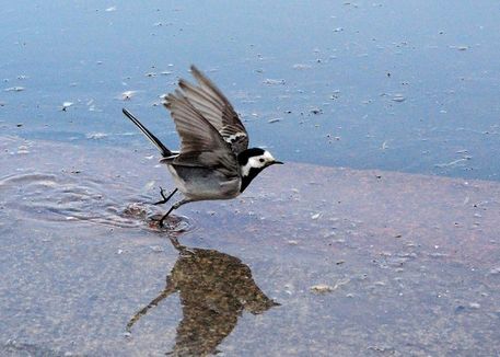 Wagtail-at-the-pond