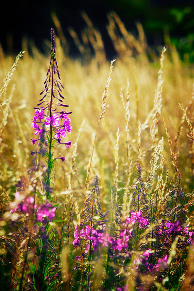 Pinkflowers-grasses