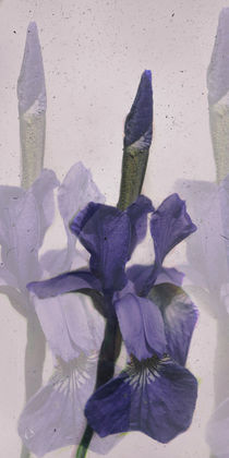 Iris - Blaue Schwertlilie von Chris Berger
