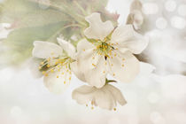 Kirschblüten by darlya