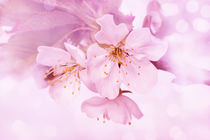 Zarte Kirschblüten von darlya