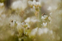 A buzzing spring by Tony Töreklint