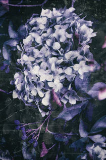 Hortensienzauber - Blau von Chris Berger