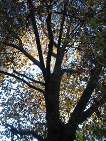 Autumn tree von giart