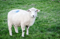 Lamb by Jeremy Sage