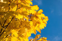 Herbstlich gefärbte Bäume von Rico Ködder