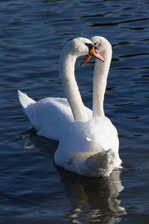Swan Courtship  von David Pyatt