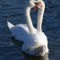Swan-courtship