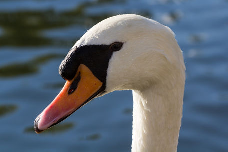 Swan-head