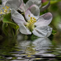 Apfelblütenwasser von Chris Berger