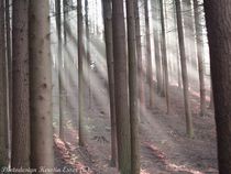 Mystische Sonnenstrahlen im Wald! von photodesign-kerstin-esser