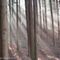Wald-von-schoenbuech-am-01-dot-11-dot-2015-12