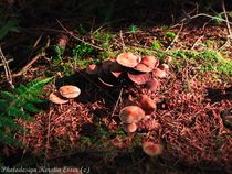 Pilze im herbslichen Waldboden eingebettet by photodesign-kerstin-esser