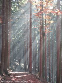 Sonnenstrahlen durchfluteter Waldweg! von photodesign-kerstin-esser