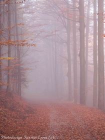 Der herbstliche Wald im Schleier des Nebels! by photodesign-kerstin-esser