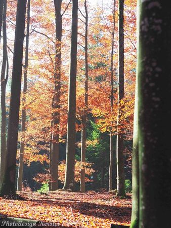 Wald-von-schoenbuech-am-01-dot-11-dot-2015-65