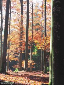 Herbstliche Waldimpression mit Sonne! von photodesign-kerstin-esser