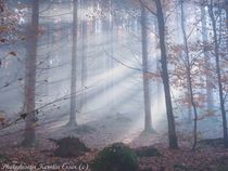 Märchenwald im Herbst von photodesign-kerstin-esser
