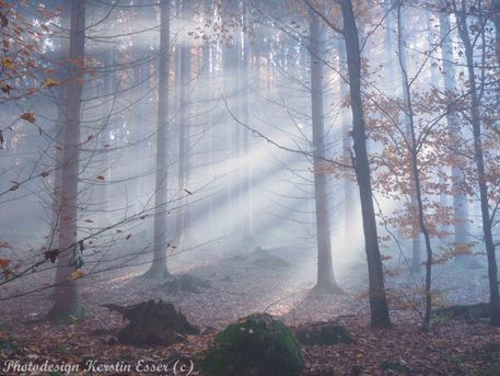 Wald-von-schoenbuech-am-01-dot-11-dot-2015-120