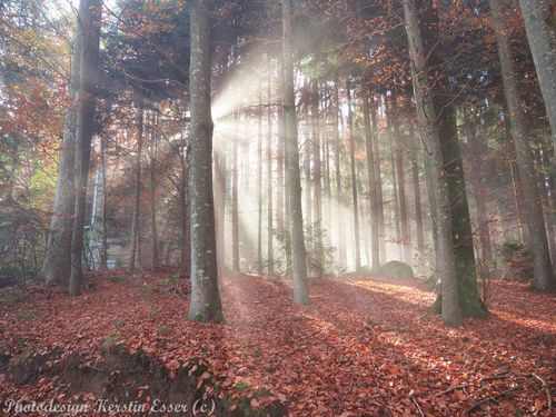 Wald-von-schoenbuech-am-01-dot-11-dot-2015-104