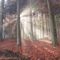 Wald-von-schoenbuech-am-01-dot-11-dot-2015-104