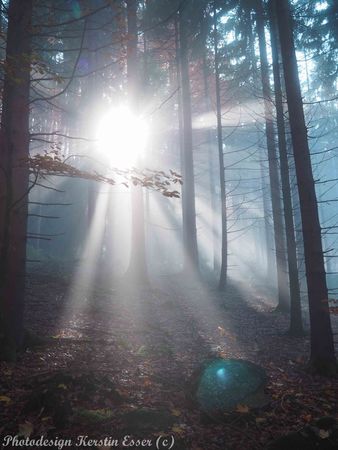 Wald-von-schoenbuech-am-01-dot-11-dot-2015-117